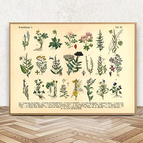 TANYANG Herbes Botaniques Vintage Et Plantes Médicinales Affiches Et Impressions Décoration Murale Maison Toile Peinture Photos Pour Cuisine Salon 60X90Cm Sans Cadre