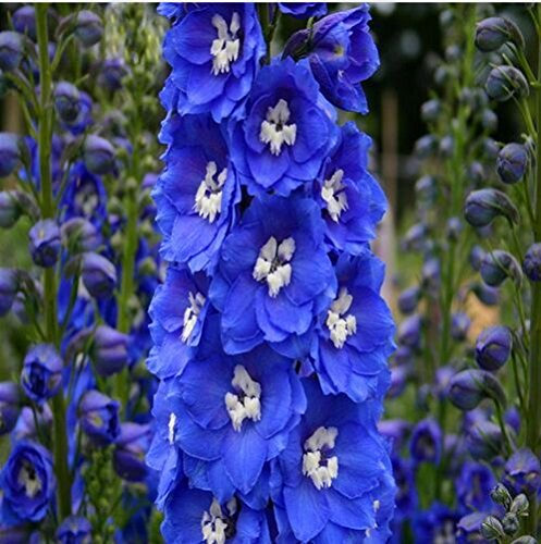 Ponak Neue frische 100 Stück blaue Rittersporn-Blumensamen