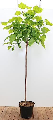 Catalpa bignonioides 'Nana' 150 cm Stammhöhe - Kugel-Trompetenbaum, kompakte Krone, ideal für kleine Gärten, pflegeleicht und winterhart