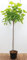 Catalpa bignonioides 'Nana' 150 cm Stammhöhe - Kugel-Trompetenbaum, kompakte Krone, ideal für kleine Gärten, pflegeleicht und winterhart