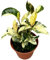 Ficus Moonshine Shivereana - Gummibaum - Zimmerpflanze - Ø14cm - ↑30cm