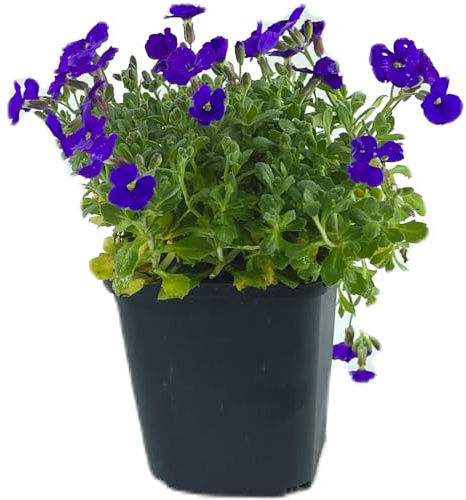 48 Stück Aubrieta Cascade Blue von Intragarten | Blaukissen blühender und winterharter Bodendecker im Topf