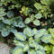 Semi resistenti di pianta di Hosta, piante rare Hosta plantaginea, pianta hosta resistente acquistare hosta semi di fiori hosta funky resistente piante esotiche semi di fiori selvatici 400pcs