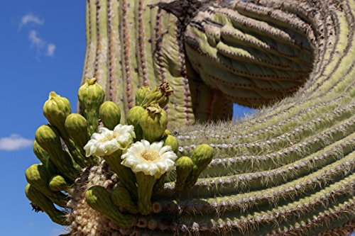 250 Semi GIGANTE Cactus Saguaro ~ 380mg Confezione Carnegia gigantea Southwest cactus