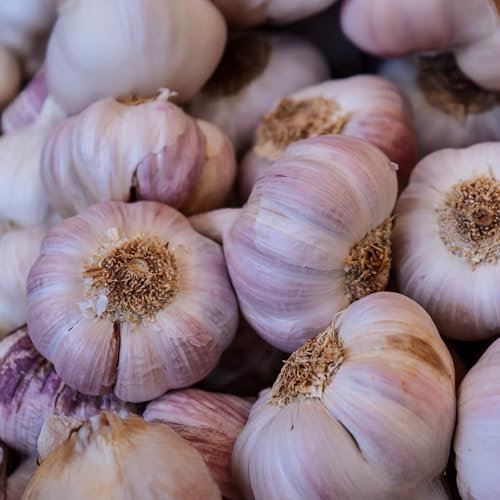 Edenrose Garlic Bulbs for Planting UK - Summer Bulbs for Flavourful Garlic Cloves Ready to Harvest in Summer - Spring Garden Plants for Growing Your Own Vegetables in Beds, Borders, or Pots (3 Heads)