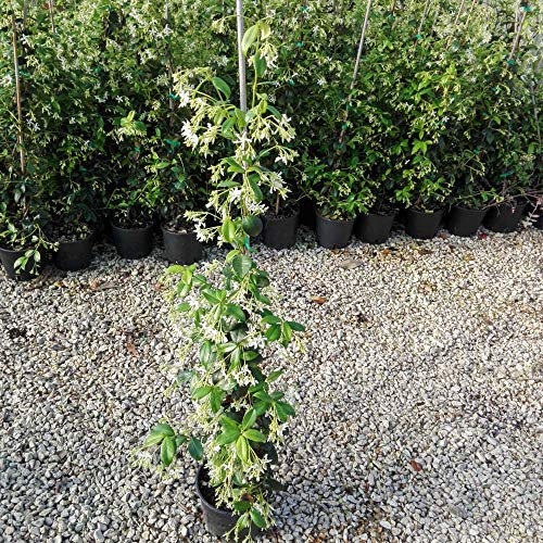 Gelsomino Rampicante, 10 piante alte 100/120 cm, vaso 16, per 8-12 metri di siepe