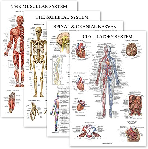 Palace Learning Anatomisches Poster-Set – laminiert – Muskel-, Skelett-, Wirbelsäulen-, Kreislauf-System – Anatomie-Diagramm-Set (laminiert, 45,7 x 68,6 cm)