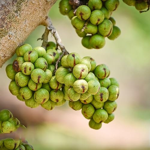 100 pcs bonsai feigenbaum samen - bäume garten winterhart pflanze bohnenkraut feigen feige,Ficus carica, säulenobstbäume hochbeet balkon exotische samen bonsai baum dankeschön geschenke