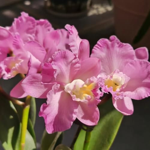 Cattleya Orchidee Samen, orchideen samen winterhart Cattleya Hybrida Samen, bonsai samen, blumensamen blumensamen mehrjährig wohnzimmer deko pflanzen geschenk geschenke für 150pcs