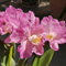Cattleya Orchidee Samen, orchideen samen winterhart Cattleya Hybrida Samen, bonsai samen, blumensamen blumensamen mehrjährig wohnzimmer deko pflanzen geschenk geschenke für 150pcs