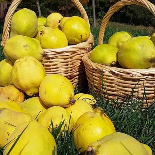 50 piezas semillas resistentes del membrillo, árboles frutales, plantas de interior Comprar membrillo - Cydonia oblonga - semillas de plantas, regalo de semillas Plantas resistentes