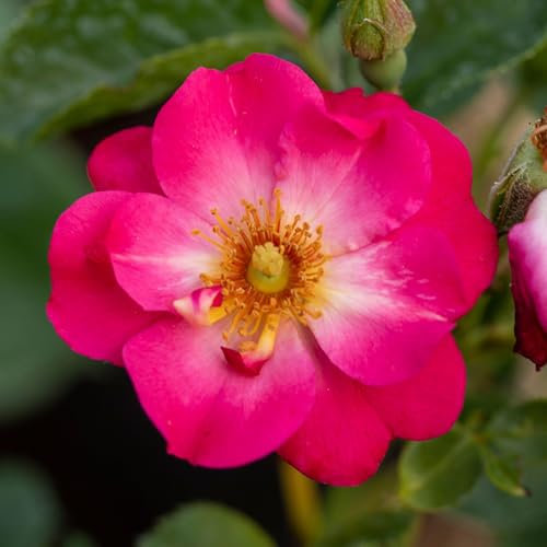Bush Rose Rosy Cheeks - Compact Rose Bush with Deep-Pink Double Garden Roses - Classic Garden Plants Boasting Beautiful Outdoor Roses - Hardy Plants Outdoor Garden Ready (3 Litre Pot, 20-40cm)