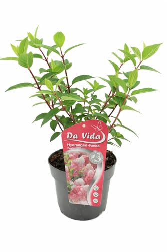 Rispenhortensie Vanille Fraise – Hydrangea paniculata, winterhart, üppige Blüten, pflegeleichter Zierstrauch für Garten & Terrasse, 5 L Topf