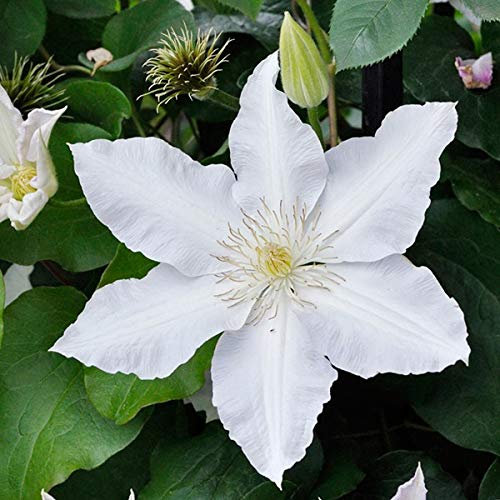 Clematis 'Gladys Picard' - Waldrebe 50-60 cm Pflanzcontainer