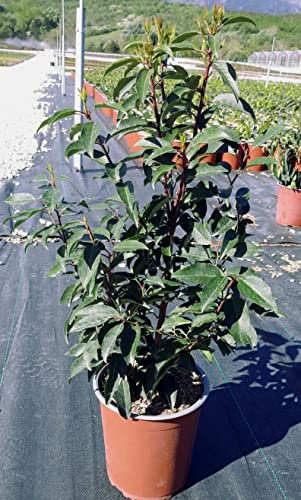Prunus Lusitanica “Angustifolia” (Lauro del Portogallo) vaso 19 cm