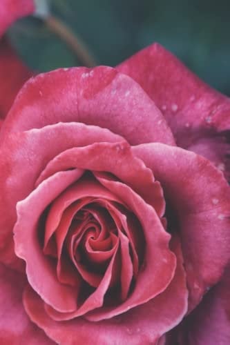 Rose Bush Journal: paperback, 100 soft white pages with soft black ink lines
