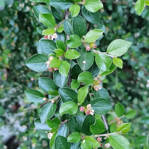 TeppichmispelSamen - exotische Cotoneaster dammeri - bodendecker balkonpflanzen geschenke für gärtner seltene 80pcs