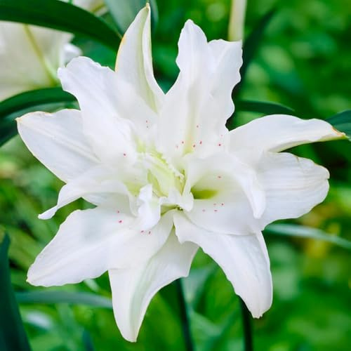 Bulbes de LILIUM (LYS) | Bulbes des meilleurs producteurs néerlandais | Sélection exclusive et contrôle qualité | Floraison garantie. (1 Lys Oriental Double Blanc)