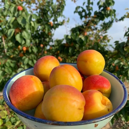 3 piezas semillas de albaricoquero jardín de plantas Semillas de albaricoquero árboles frutales columnares semillas plantas de interior fruta columnar Árbol de albaricoquero resistente