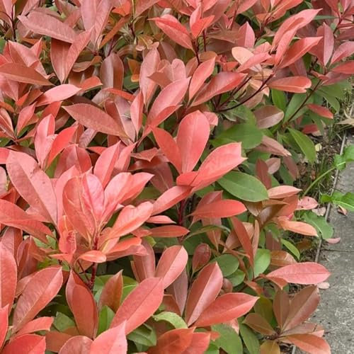 800 piezas Semillas de Photinia Red Robin Plantas de interior con semillas reales, flores resistentes. Semillas de níspero plantas en macetas resistentes al exterior, flores de primavera