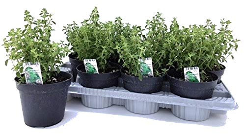 Bandeja de 6 Plantas de Orégano Origanum Vulgare Plantas para Cocinar