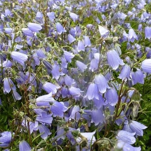 6x Niedliche Glockenblume - Campanula cochleariifolia ‘Blue’ - Topf 9x9cm