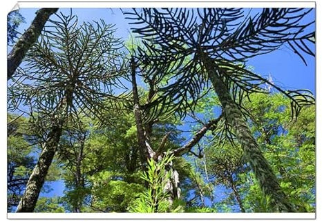 Media Storehouse Valdivian Temperate Rainforest Print - Monkey Puzzle Tree - Poster Print A2 (59.4 x 42cm) (10531615)