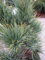Pinus cembra Pillar - Säulenförmige Zirbelkiefer Pillar - 25-30