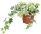 Edera variegata Hedera helix White Wonder 3 piante in vaso ø9 cm Vivaio di Castelletto