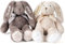 NIBESSER Personalisierte Kuscheltier Hase Schöne Osterhase, Gestickter Text auf den Ohren Personalisierte Geschenke Andenken für Jungen und Mädchen, 21-31cm