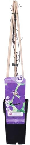 Waldrebe – Clematis Jackmanii – Ø15cm – ca. 65cm hoch – Winterharte Kletterpflanze mit violettblauen Blüten – Blüte Juli bis September – Für Zaun, Pergola & Rankhilfe
