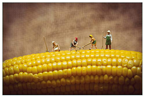 Wallario Küchenrückwand selbstklebend 90 x 60 cm, Motiv: Lustige Bauernfiguren auf einem Maiskolben beim Arbeiten | Spritzschutz abwischbar & pflegeleicht