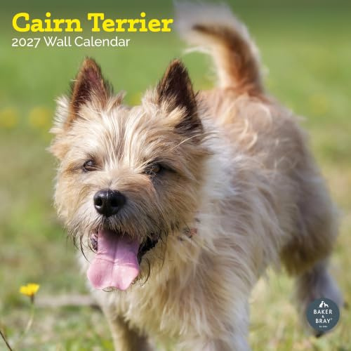 Baker and Bray Cairn Terrier Kalender 2026, großer quadratischer Wandkalender, 16 Monate, Cairn Terrier Geschenk Hundekalender