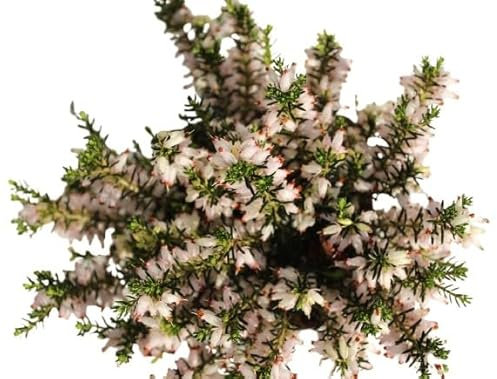 10 Stück Erica carnea Kathy Winterheide/Heidekraut immergrün und winterhart