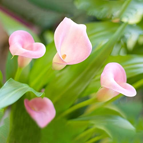 calla lilien - frühlingsblumen mehrjährig zimmerbonsai 9zwiebeln