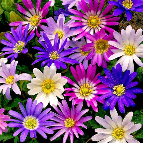Anemonen Zwiebeln Blanda Mischung (50 Anemone Knollen Mix im Verpackung) Mehrjährig und winterharte Blumenzwiebeln für Töpfe, Balkone und Garten (starke pflanze, kein Samen en nicht künstlich)