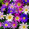Anemonen Zwiebeln Blanda Mischung (50 Anemone Knollen Mix im Verpackung) Mehrjährig und winterharte Blumenzwiebeln für Töpfe, Balkone und Garten (starke pflanze, kein Samen en nicht künstlich)