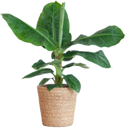 BloomPost Musa Zwergpflanze Cavendish, 70—80 cm, Korb, Zimmerpflanze, Zimmerpflanze, pflegeleichte Zimmerpflanze, einfach zu züchtende Heimbüro-Pflanzen, inklusive Topf