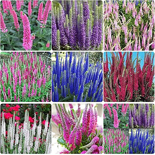 Haloppe 400 Stücke Ehrenpreis Blumen Pflanzen Samen für Hausgarten Pflanzen, mehrfarbiger Ehrenpreis Blumensamen mehrjährige einfache Bodendecker Garten