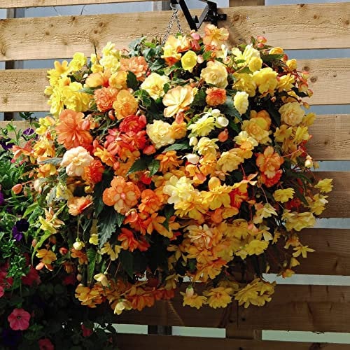 Begonia x Tuberhybrida ‘Apricot Shades Improved’ Garden Flowering Half-Hardy Perennial Hanging Basket Plants F1 Hybrid pre-Planted Pot 35cm (14in) by Thompson and Morgan
