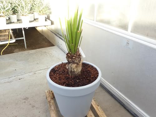 gruenwaren jakubik Yucca Faxoniana, 130 cm, Stamm 23 cm, Faxon Yucca, Palmilla, winterhart -20C