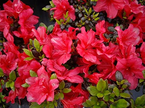 Japanische Azalee Maruschka ® - Rhododendron obtusum Maruschka ®