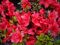 Japanische Azalee Maruschka ® - Rhododendron obtusum Maruschka ®
