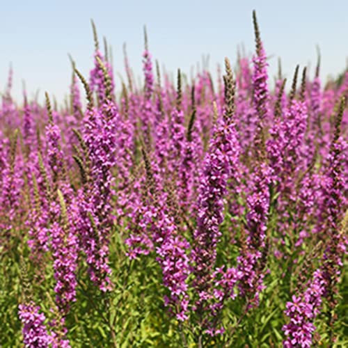 Haloppe 50 Unids Semillas de Plantas de Flores de Lavanda Roja para la Plantación de Jardín en Casa, Semillas de Lavanda Roja Semillas de Flores Perennes para Balcón semillas de lavanda