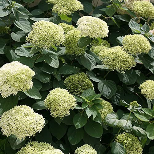 Hortensia de Virginie 'Lime Rickey' - Hydrangea arborescens 'Lime Rickey'® PW - 30-50 cm pot