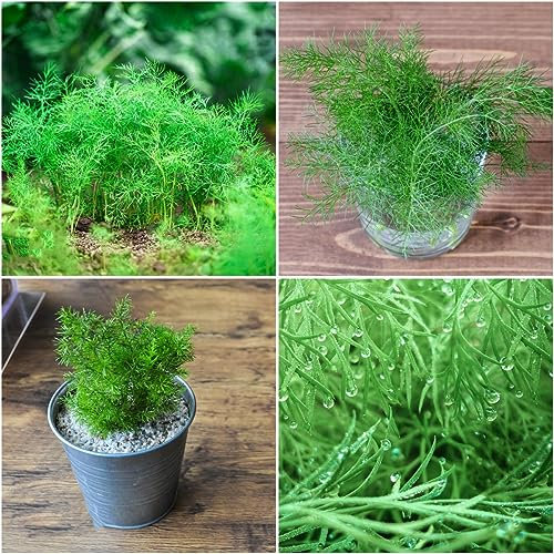 500 pcs colakraut samen - kräutersamen zimmerpflanze,Artemisia abrotanum,cola kraut kräuterbeet winterfeste pflanzen für balkon ausgefallene geschenke exotische dekoration wohnzimmer