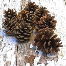 Natural Pine Cones – Pack of 10 (6–8cm) | Real Pinecones for Crafts, Rustic Decor, Autumn & Christmas Decorations