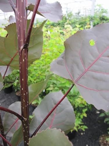 Purpur Pappel Purple Tower - Populus deltoides Purple Tower - schnellwachsend
