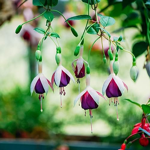 300 pcs fuchsien pflanzen kaufen samen - kleines geschenk für frauen winterharte stauden mehrjährig Fuchsiensamen blumen deko flower dachbegrünung bienenweide garten