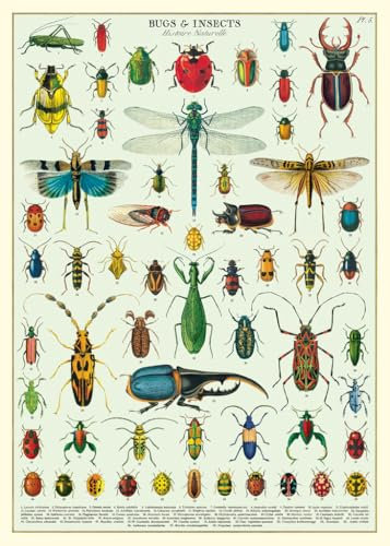 Poster - Bugs & Insekten - Cavallini & Co - Vintage Schulplatte Insekten